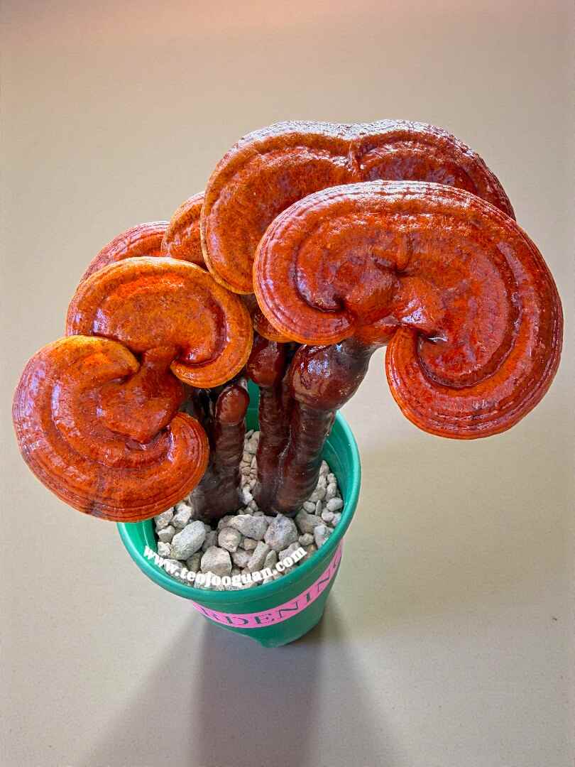 Ganoderma Lucidum【灵芝】