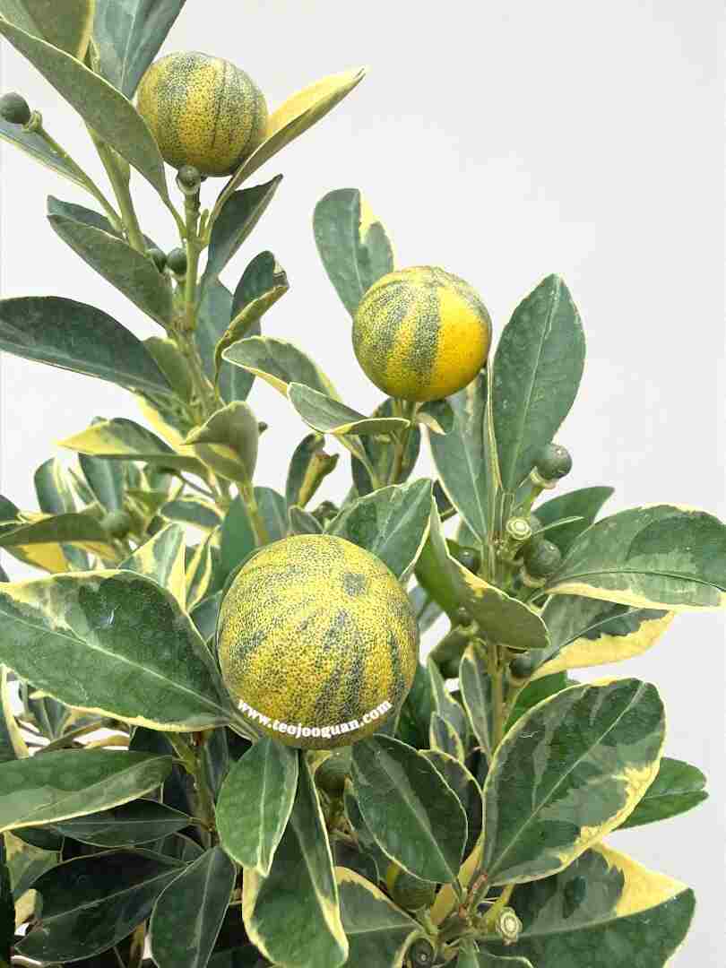 Citrus Aurantiifolia Variegata (Variegated Lime Plant ) 2 Varigated Lime Fruits