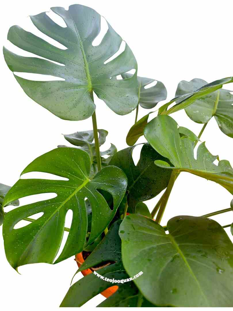 Monstera Deliciosa 3 Monstera Deliciosa