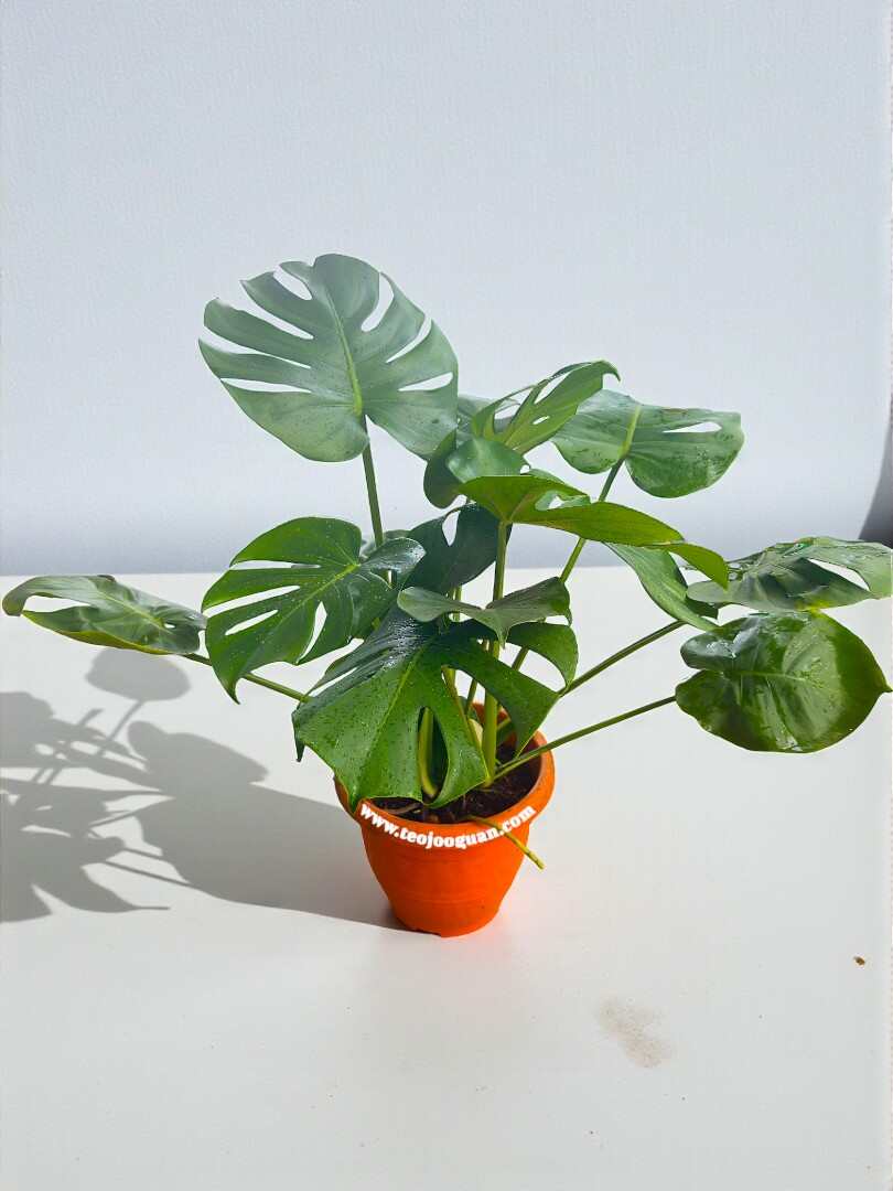 Monstera Deliciosa 5 Monstera Deliciosa - Image 3