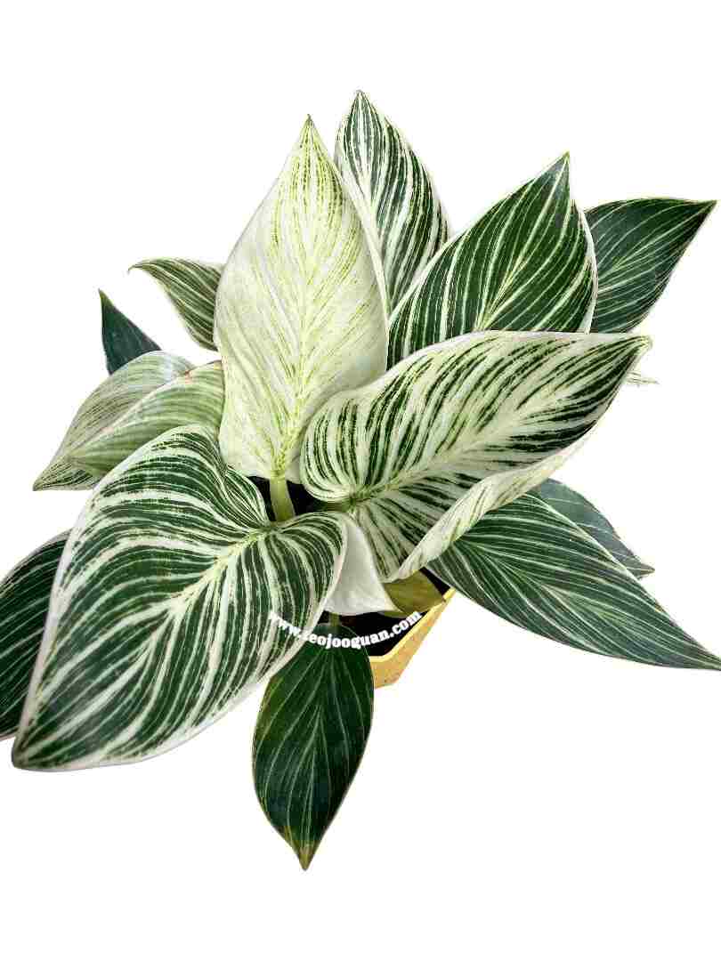 Philodendron Birkin - Image 2