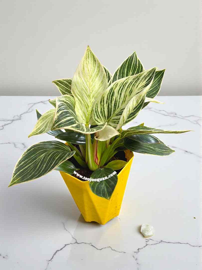 Philodendron Birkin