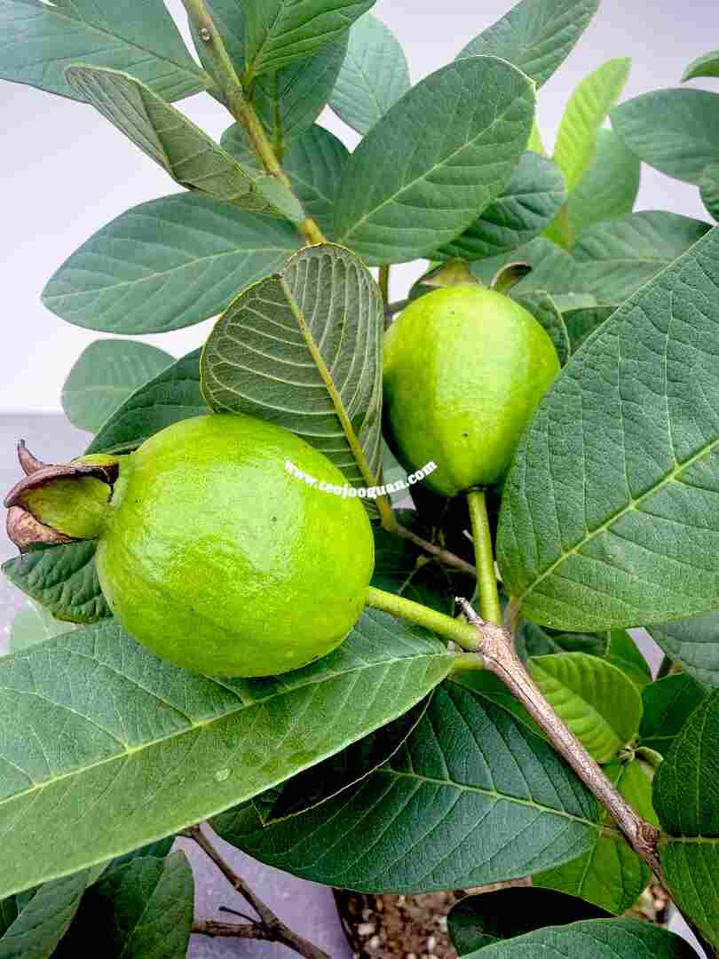 Psidium Guajava (Guava)