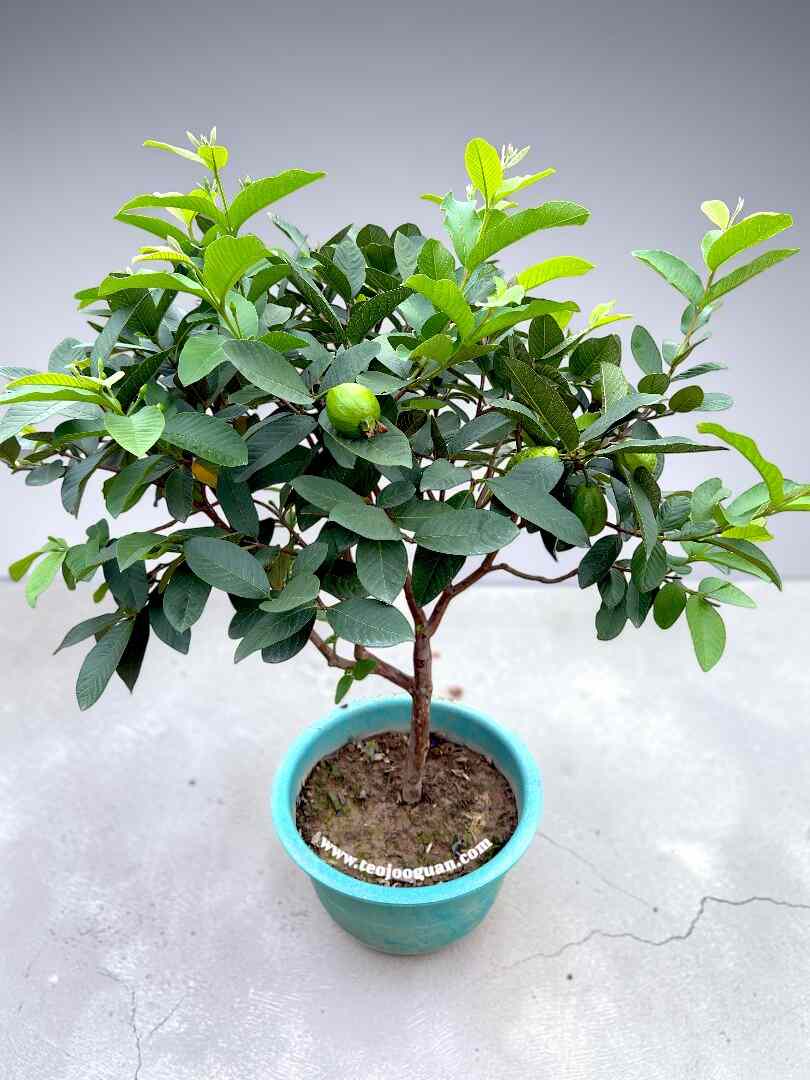 Psidium Guajava (Guava) - Image 3