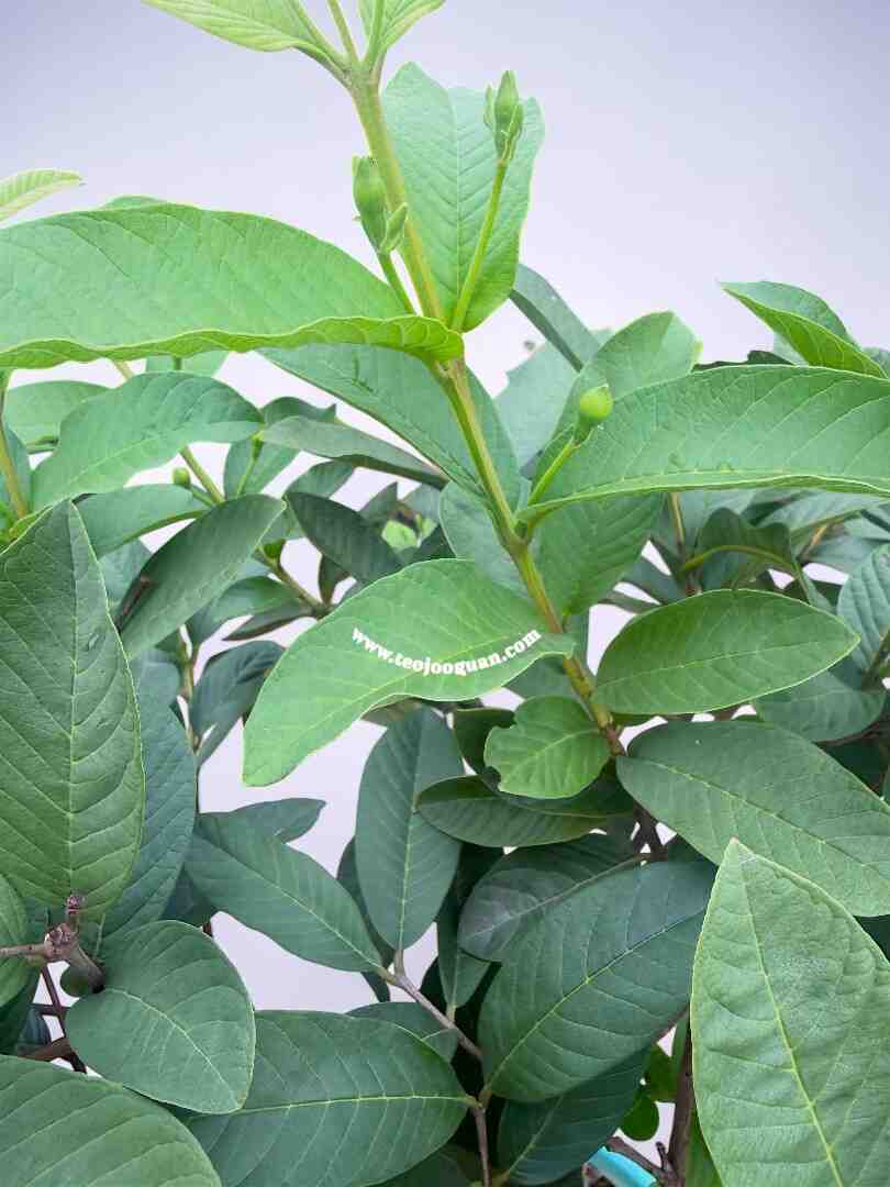 Psidium Guajava (Guava) - Image 2
