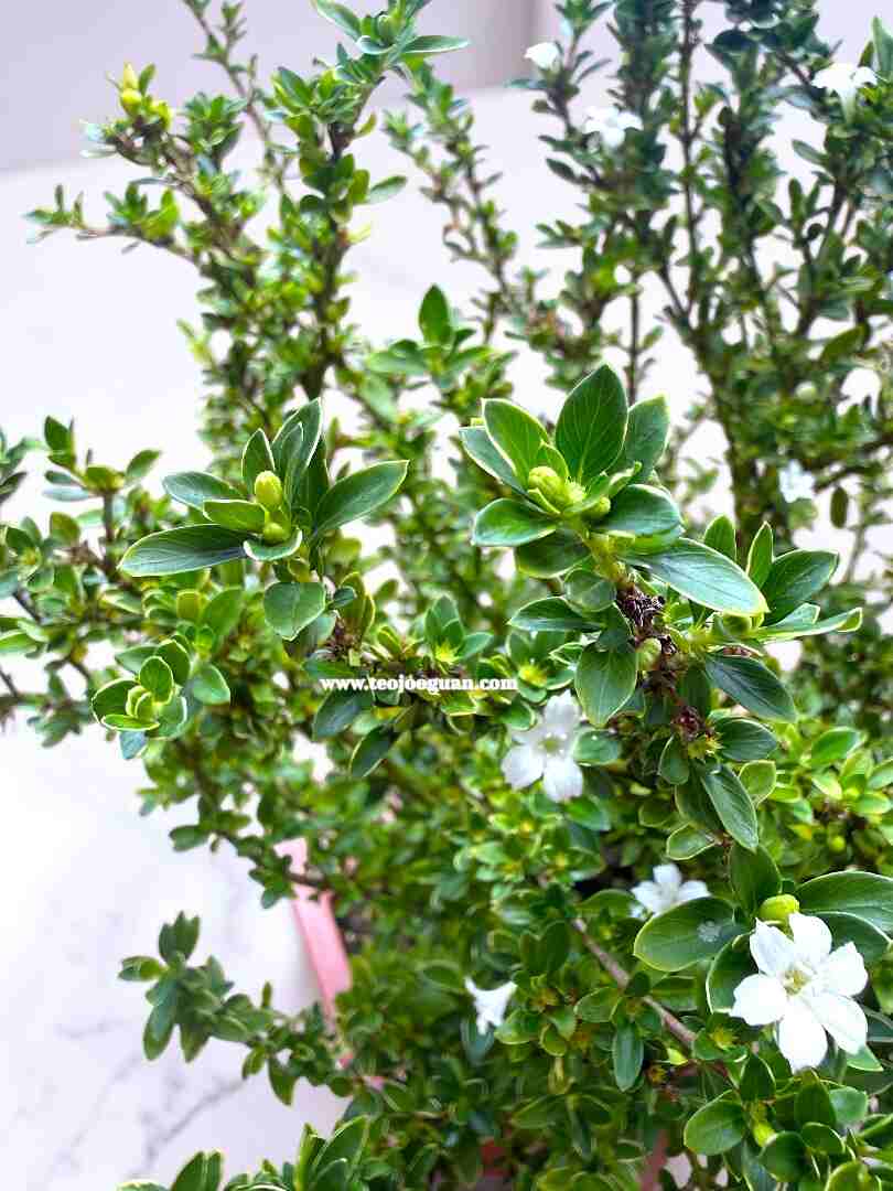 Serissa Bonsai (Snow White) - Image 3
