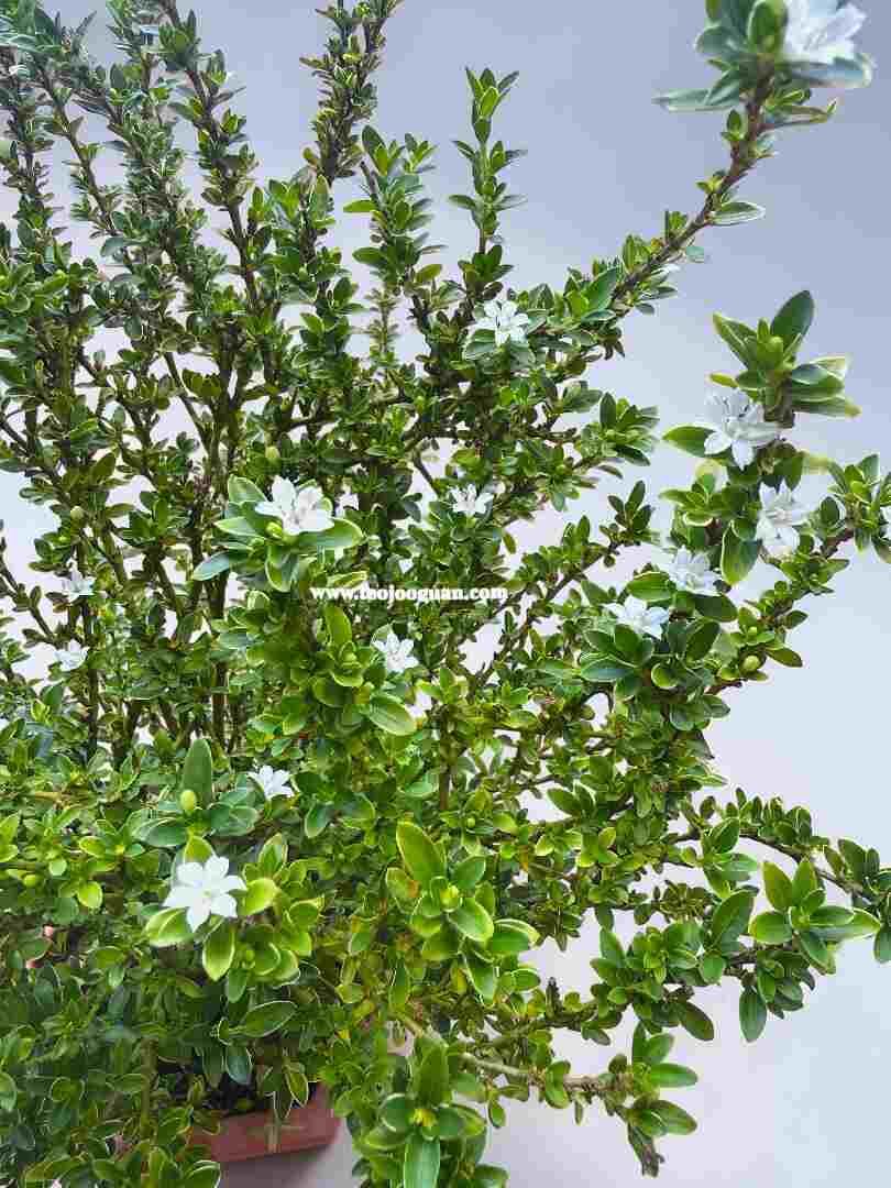 Serissa Bonsai (Snow White) - Image 2