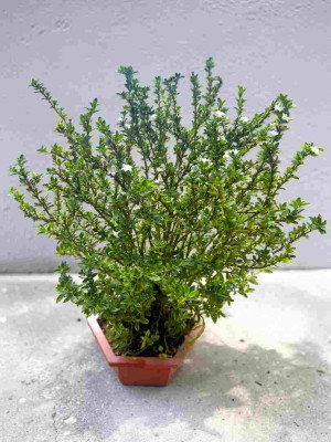 Serissa Bonsai (Snow White)