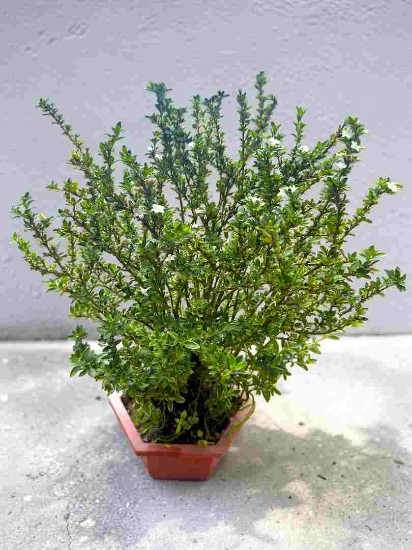 Serissa Bonsai (Snow White)