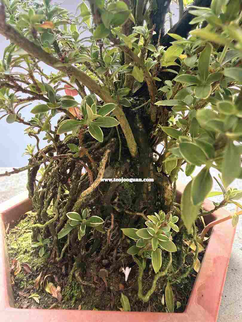 Serissa Bonsai (Snow White) - Image 4