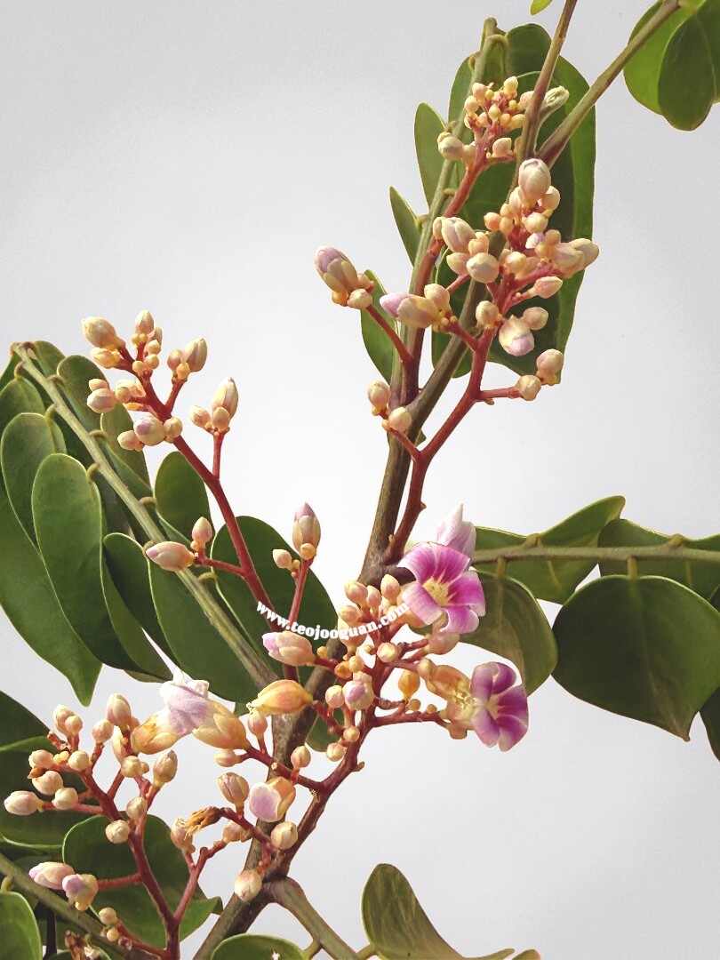 Averrhoa Carambola - Image 3