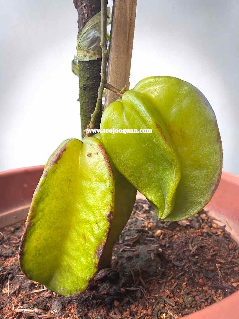 Averrhoa Carambola