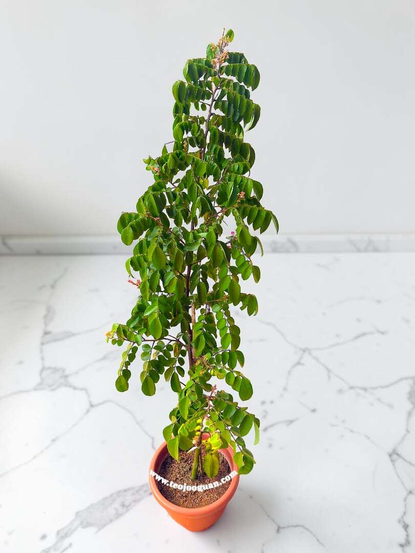 Averrhoa Carambola - Image 4