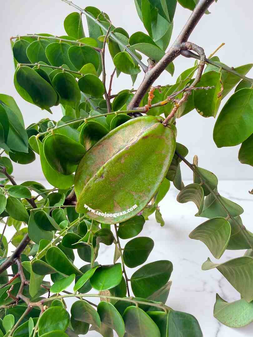 Averrhoa Carambola - Image 2